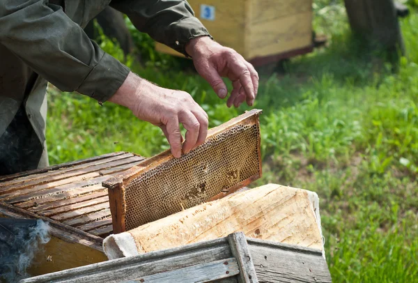 De bijenhouder krijgt honing — Stockfoto