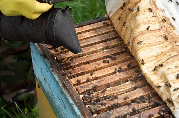 Miel en nid d'abeille — Photo