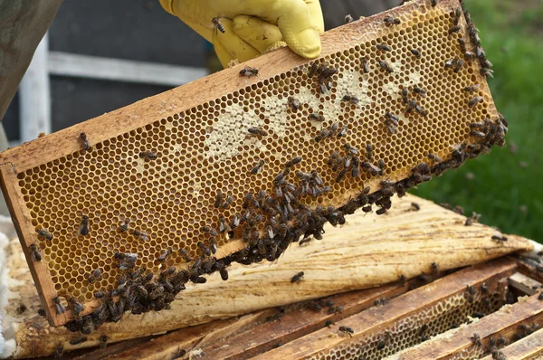 El apicultor consigue miel. — Foto de Stock