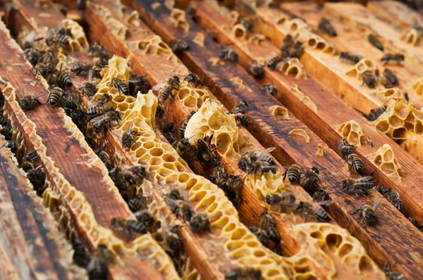 Pentes de mel em uma colmeia — Fotografia de Stock