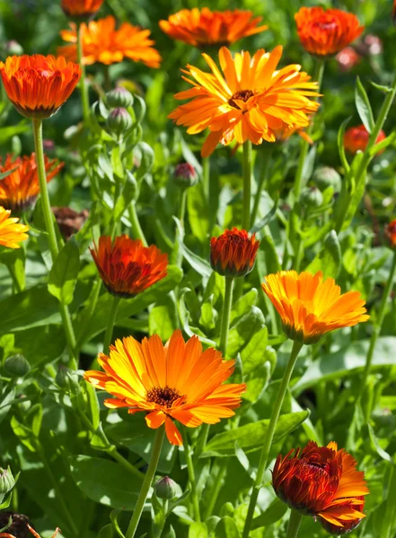 stock image Wild flowers