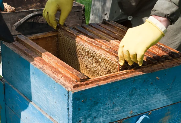 El apicultor consigue miel. Imagen De Stock
