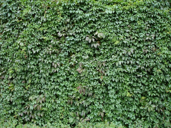 Ivy Verde Autunno Sfondo — Foto stock gratuita