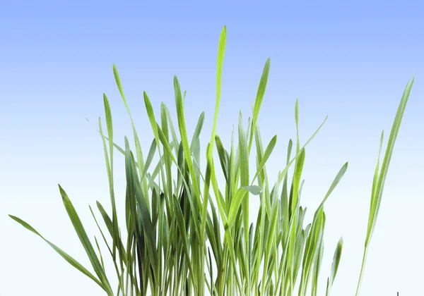 Detailní záběr zelené trávy — Stock fotografie