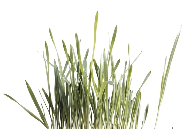 Primer plano de la hierba verde — Foto de Stock
