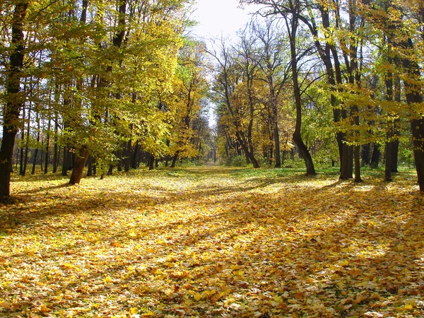 stock image Autumn park