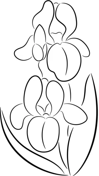 Flor de iris — Archivo Imágenes Vectoriales