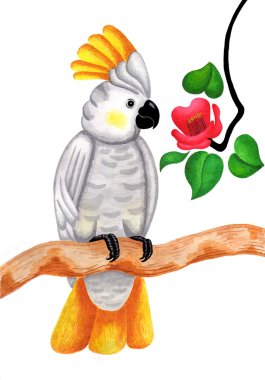 Cockatoo clipart