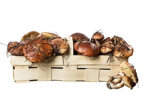 stock image Basket with mushrooms