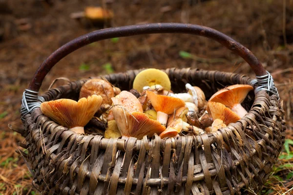 Cesta com cogumelos — Fotografia de Stock