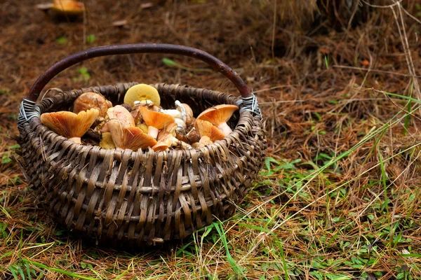 stock image Basket with mushrooms