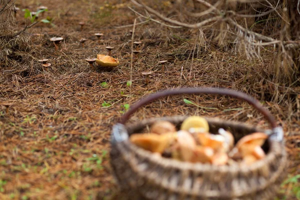 Cesta com cogumelos — Fotografia de Stock