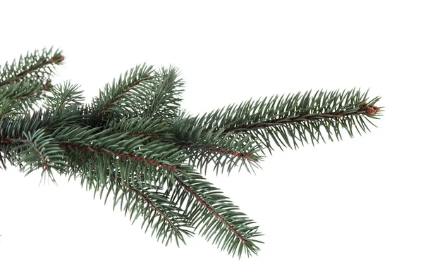 Рождественское дерево Стоковое Изображение