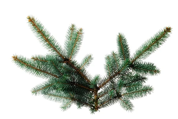 Pine takje voor Kerstmis — Stockfoto