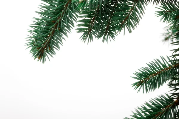Pine takje voor Kerstmis — Stockfoto