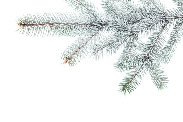 Kerstboomtak — Stockfoto