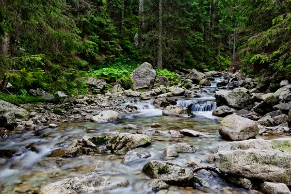 Ruisseau Montagne Paisible Coule Travers Une Forêt Luxuriante — Photo