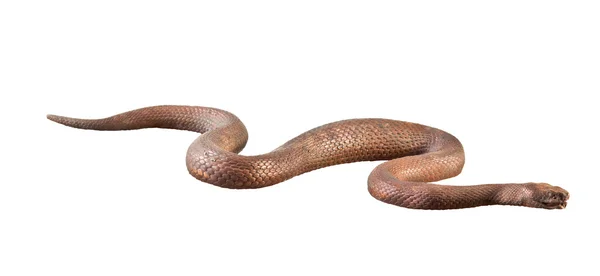 Metal yılan — Stok fotoğraf