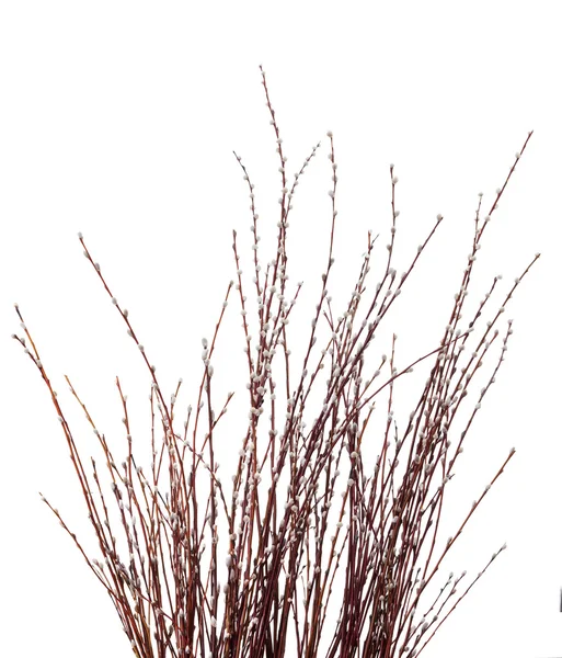 Pussy willow jehnědy — Stock fotografie