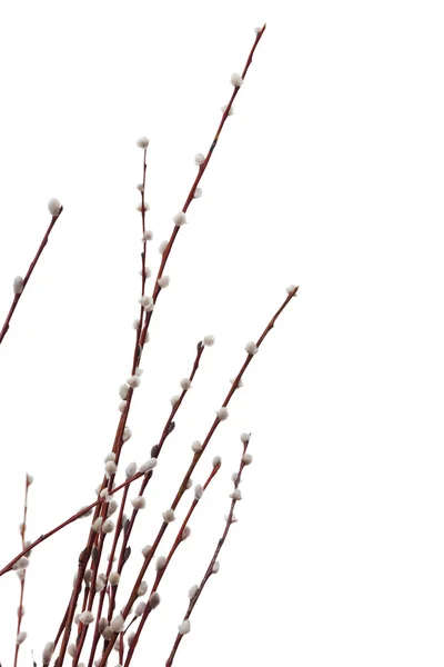 猫柳の尾状花序 — ストック写真