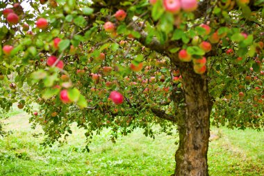 Apple trees orchard clipart