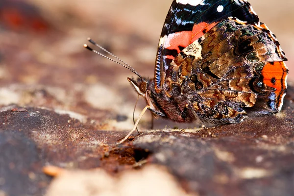 Красная адмиральская муха — стоковое фото