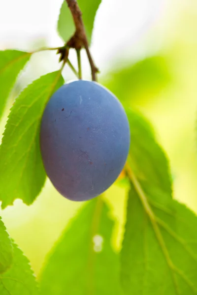 Blue plum macro — Stock Photo, Image