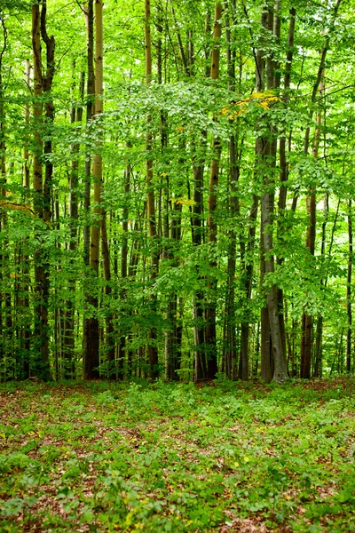 Young beech forest — Stock Photo, Image