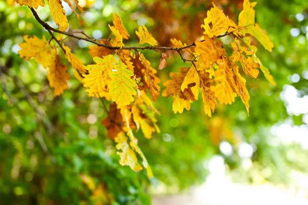 Herfst eiken bladeren — Stockfoto