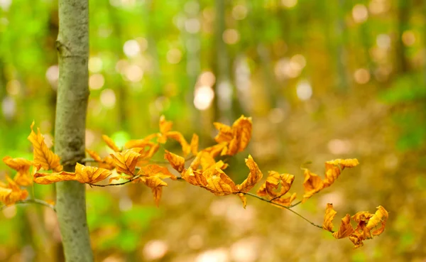 Autumn beech leaves — Stock Photo, Image