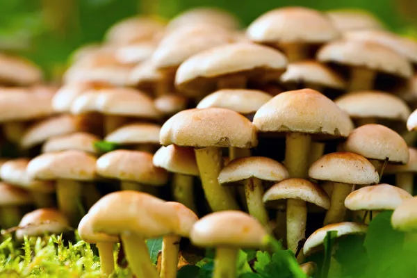 Сырые агарические медовые съедобные грибы — стоковое фото