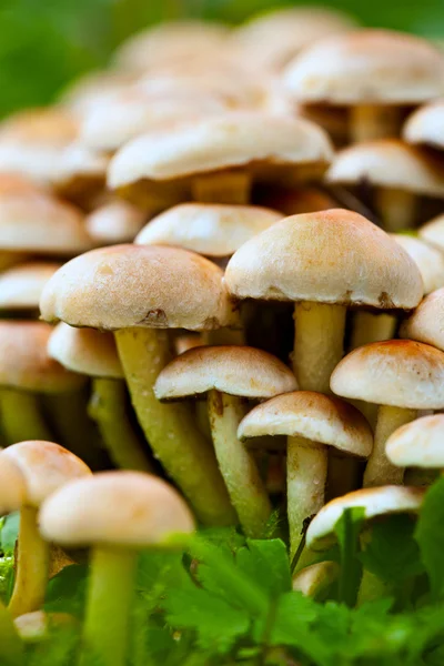 Сирі агаринові медові їстівні гриби — стокове фото