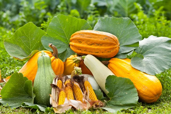 Pumpkins outdoor — Stock Photo, Image