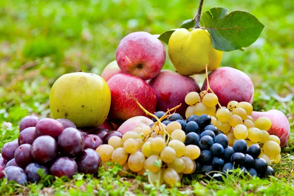 Група фруктів на відкритому повітрі — стокове фото