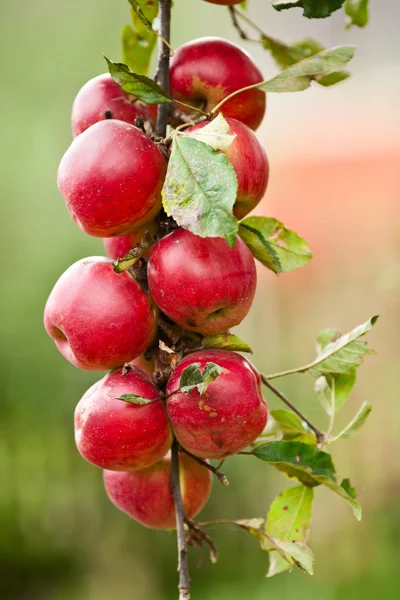 Grupo de manzanas rojas en una rama —  Fotos de Stock