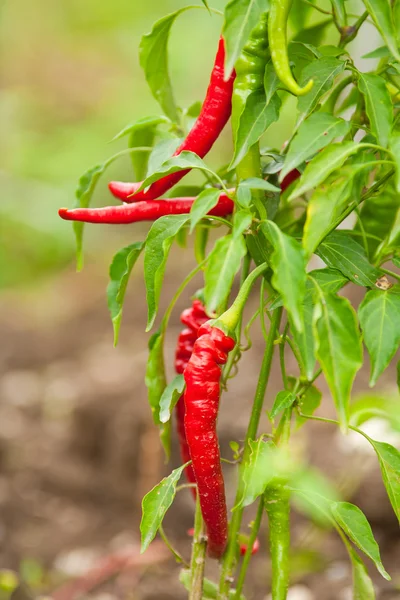 Pimentas quentes vermelhas ao ar livre — Fotografia de Stock