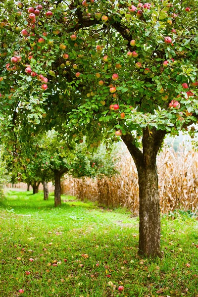 Μήλο οπωρώνα δένδρων — Φωτογραφία Αρχείου