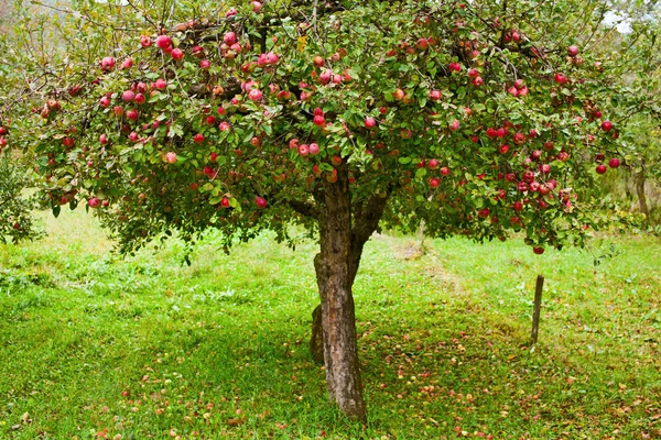 Jabloňový sad stromy — Stock fotografie