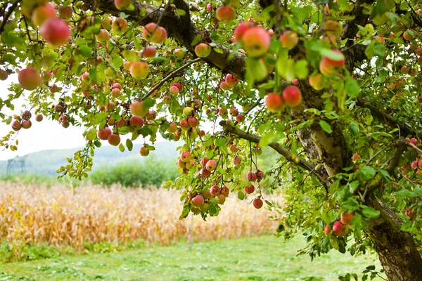 Μήλο οπωρώνα δένδρων — Φωτογραφία Αρχείου