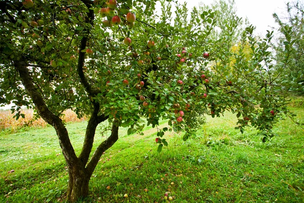 Jabloňový sad stromy — Stock fotografie