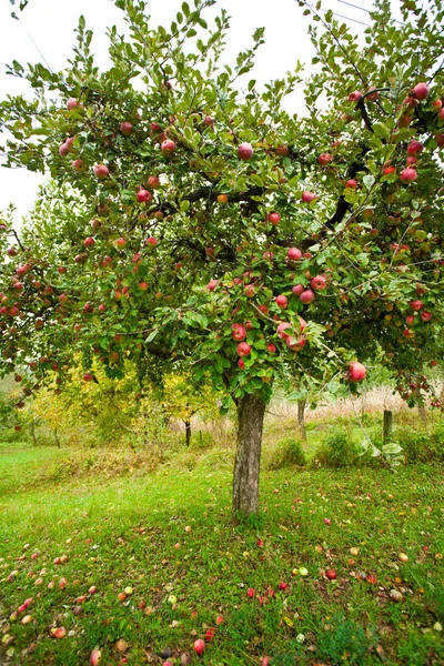 Apple trees orchard — Stock Photo, Image