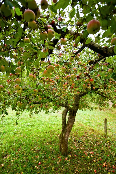 Яблоневый сад — стоковое фото