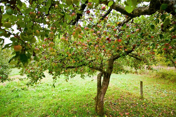 Huerto de manzanos —  Fotos de Stock