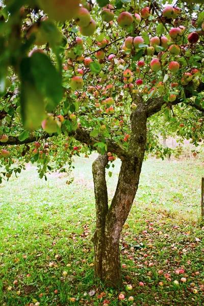Obstgarten mit Apfelbäumen — Stockfoto