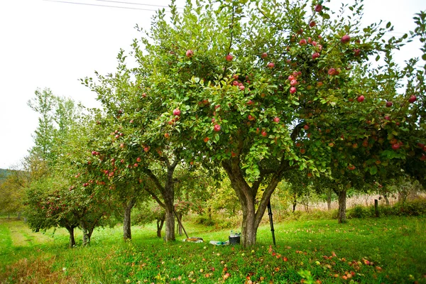 Apple trees orchard — Stock Photo, Image