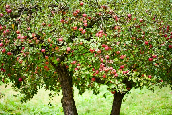 Яблуневий сад дерева — стокове фото