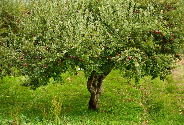 Pomar de árvores de maçã — Fotografia de Stock