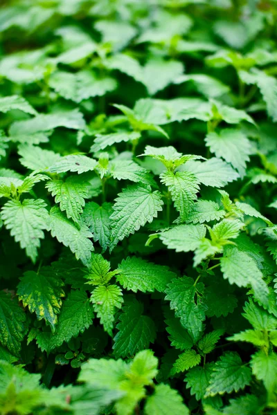 Nettle leaves Stock Picture