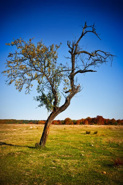 Osamělý strom na louce — Stock fotografie