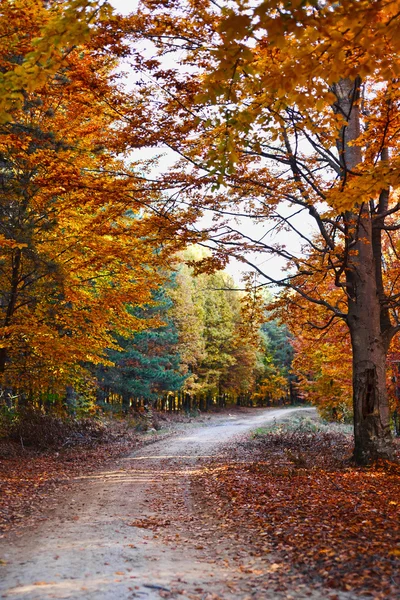 Jesień krajobraz — Zdjęcie stockowe